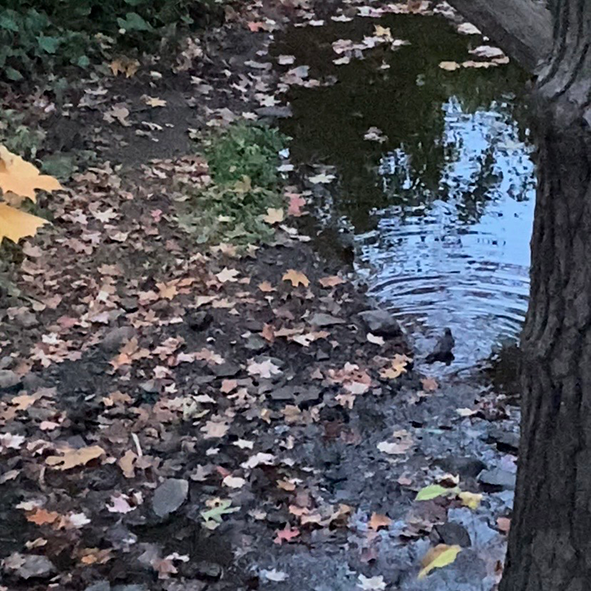 This is a picture I took in the woods. I use the sound of birdsong in the forest as my audio.