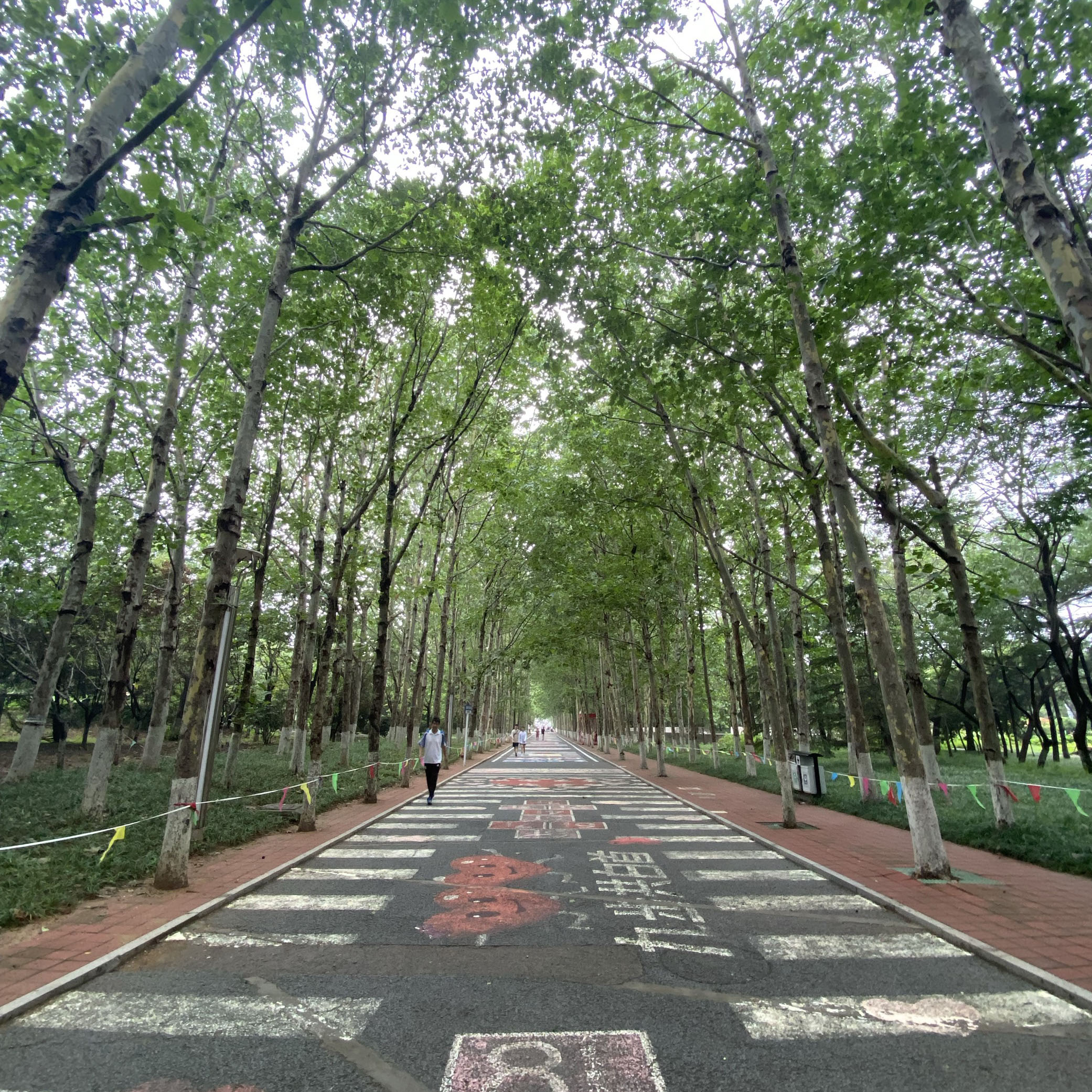 Qingdao's boulevard. It's especially green because it's summer.