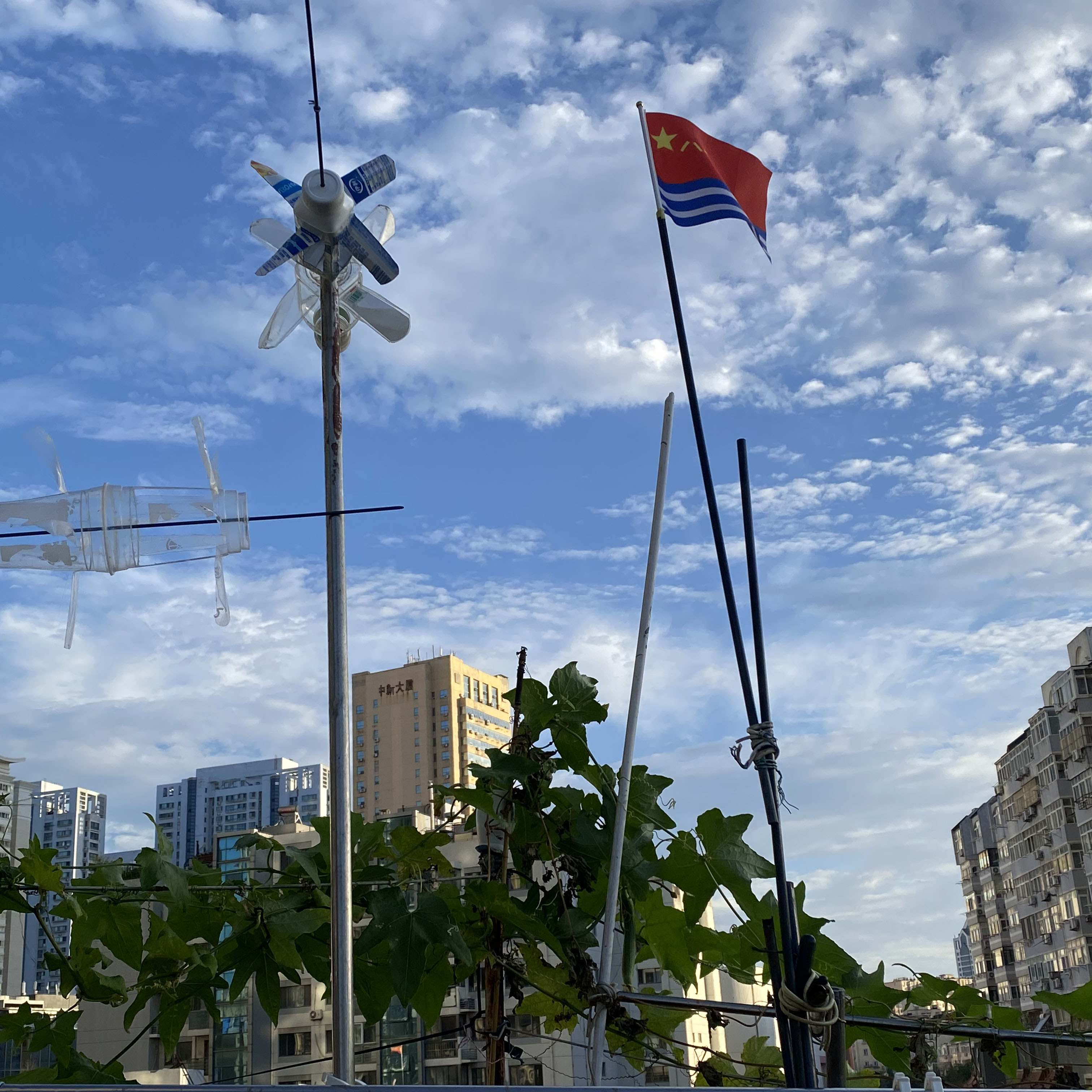 Here are the plants my grandfather grew and the little windmill he made. It spins when the wind blows.